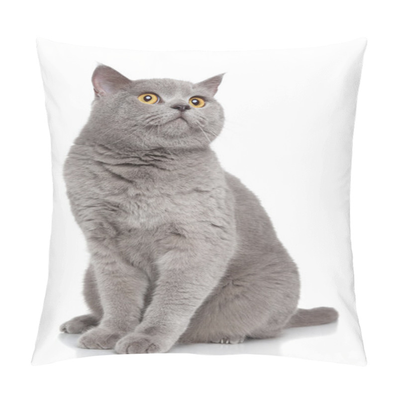 Personality  British Shorthair Cat On A White Background Pillow Covers