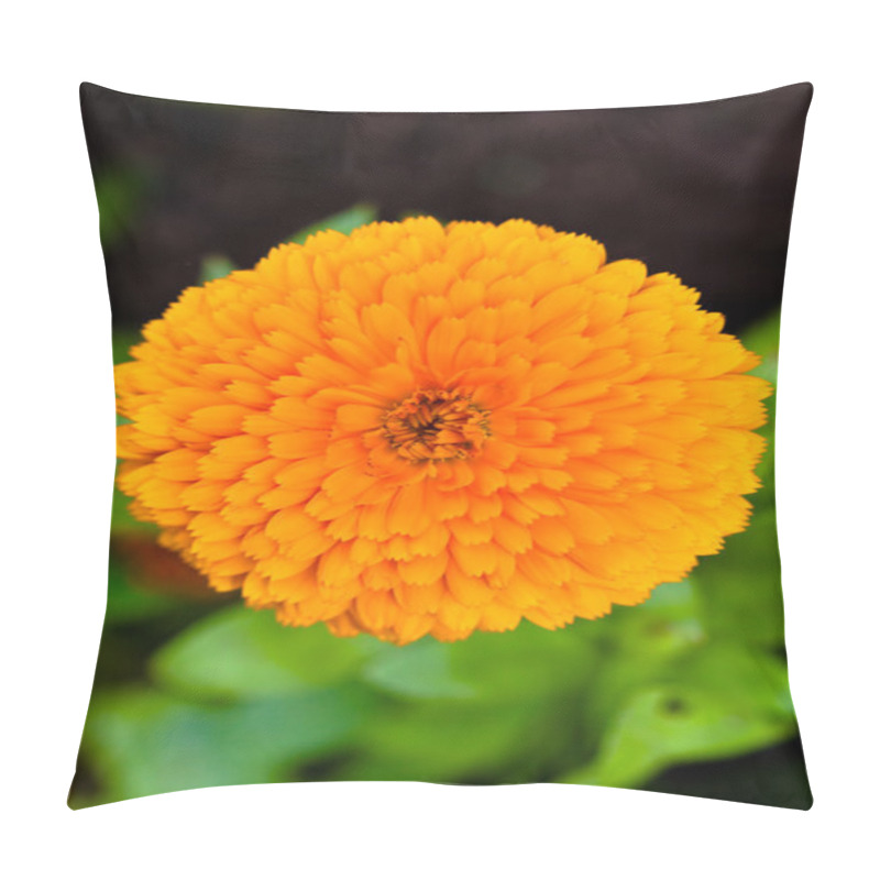 Personality  Pot Marigold (lat. Calendula Officinalis) Pillow Covers