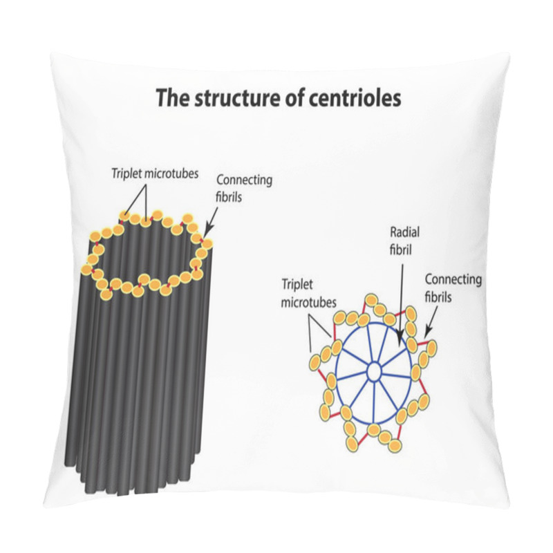 Personality  The Structure Of Centrioles. Infographics. Vector Illustration On Isolated Background Pillow Covers