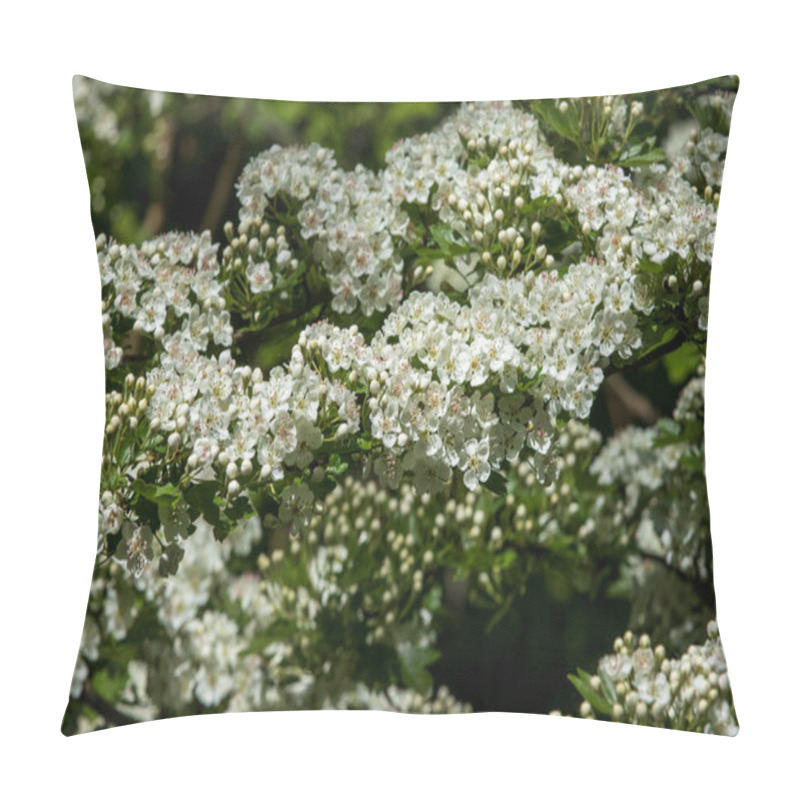 Personality  Hawthorn (Crataegus Monogyna) In Flower Close-up Pillow Covers