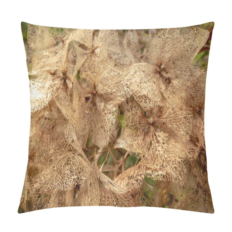 Personality  Dry Brown Skeletonized Hydrangea Flowers In The Autumn. Hortensia Weathered Transparent Inflorescence. Pillow Covers