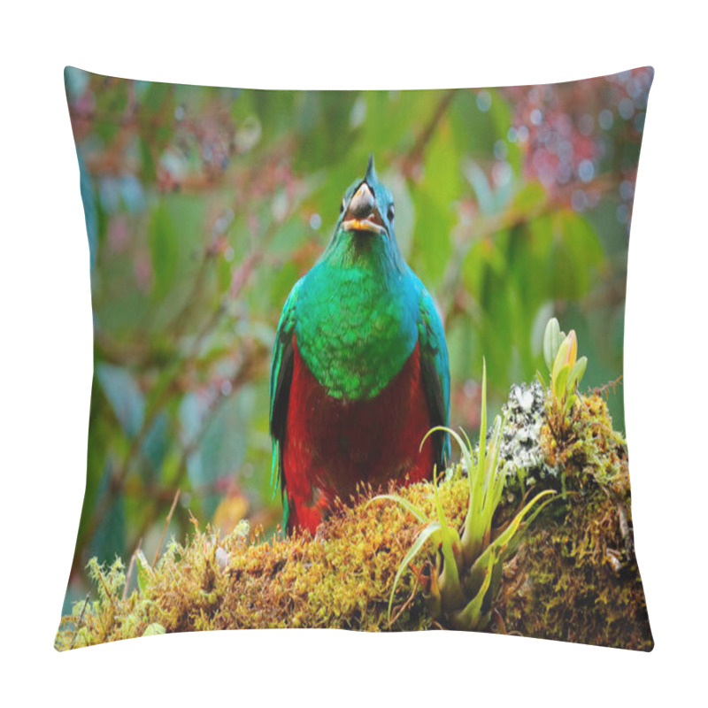 Personality  Quetzal, Pharomachrus Mocinno, From  Nature Costa Rica With Green Forest. Magnificent Sacred Mistic Green And Red Bird. Resplendent Quetzal In Jungle Habitat. Widlife Scene From Costa Rica. Pillow Covers