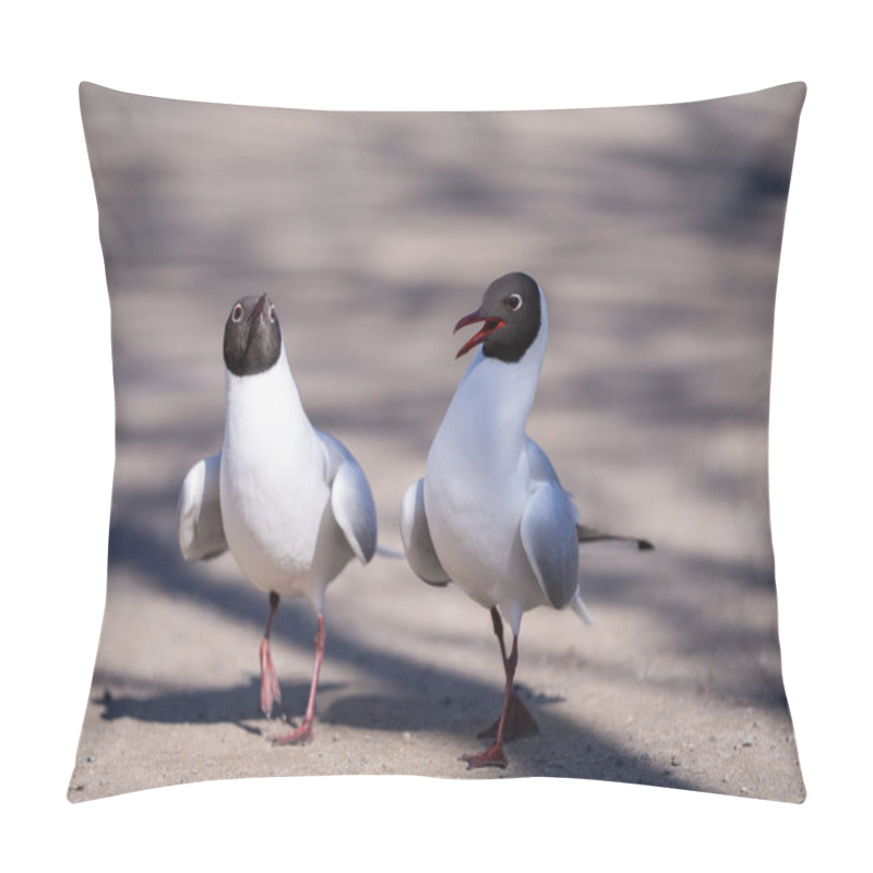 Personality  The Black-headed Gull (Chroicocephalus Ridibundus) Romance Dancing On The Park Trail. Breeding Plumage. Springtime. Pillow Covers