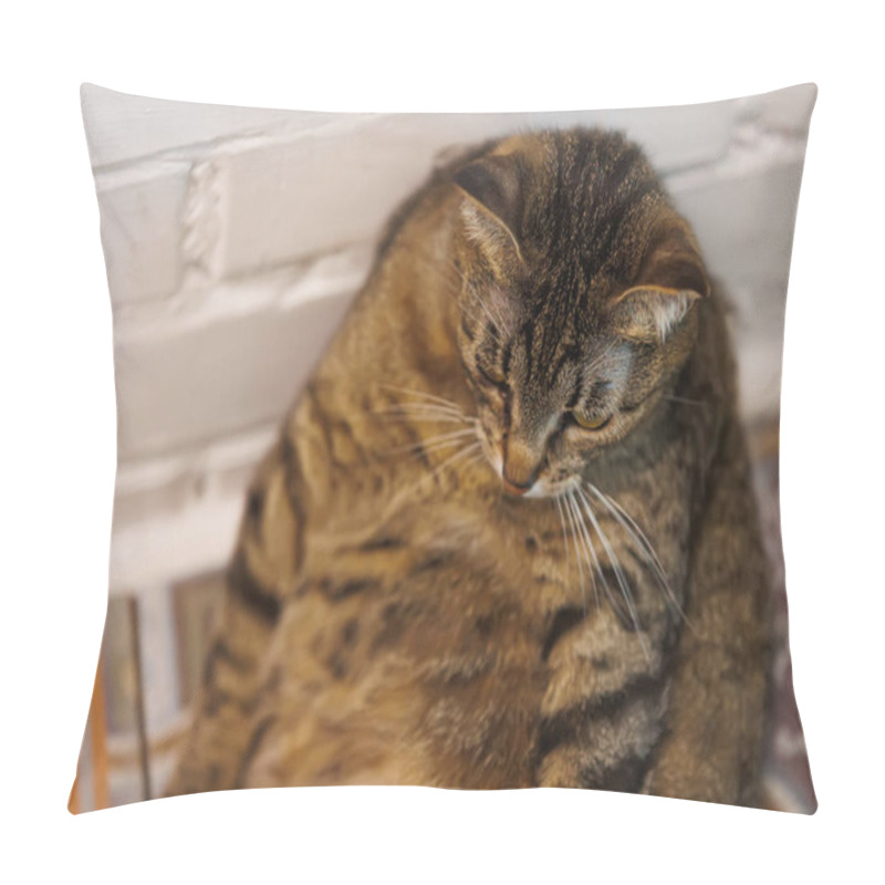 Personality  Cat Sitting Like A Human, Showcasing Its Quirky Personality And Providing A Delightful Glimpse Into Feline Behavior. Ideal For Pet Humor And Animal-themed Content. Pillow Covers