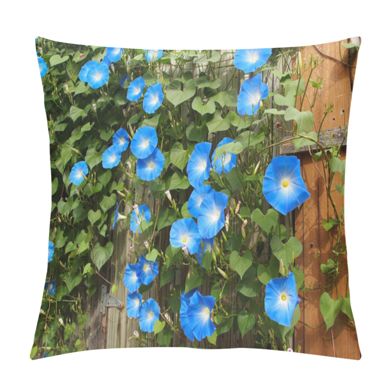 Personality  Copious And Beautiful Vines Of Vibrantly Hued Heavenly Blue Morning Glory Flower Blossoms Cover An Old Wooden Fence And Garden Gate At The Height Of Summer On A Sunny Day.  Pillow Covers