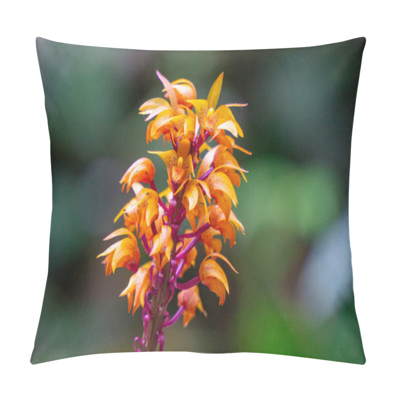 Personality  Brown Birds Nest Orchids (Neottia Nidus-avis) In The Forest. Pillow Covers