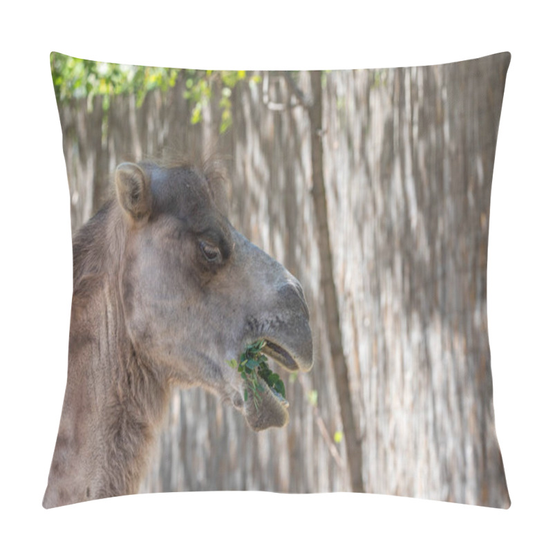 Personality  Portrait Of A Camel, Camelus Ferus, In The Zoo. Big Eyes, Funny Look And Soft Fur, An Animal In The Zoo Of Siofok, Balaton Pillow Covers