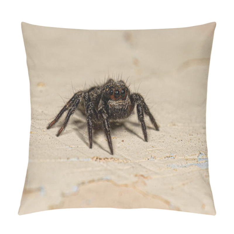 Personality  Small Jumping Spider Of The Genus Corythalia Pillow Covers