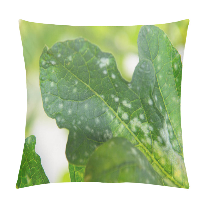 Personality  Melon Green Leaf Has Destroyed By Powdery Mildew Of Melon Pillow Covers