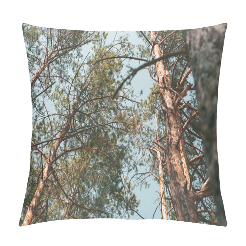 Personality  Bottom View Of Pine Trees In Forest On Summer Day Pillow Covers