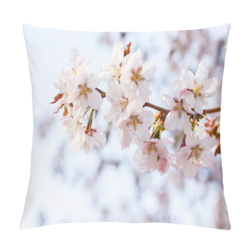 Personality  Cherry Blossom Or Sakura Flower On Nature Background. Spring Floral Background Pillow Covers