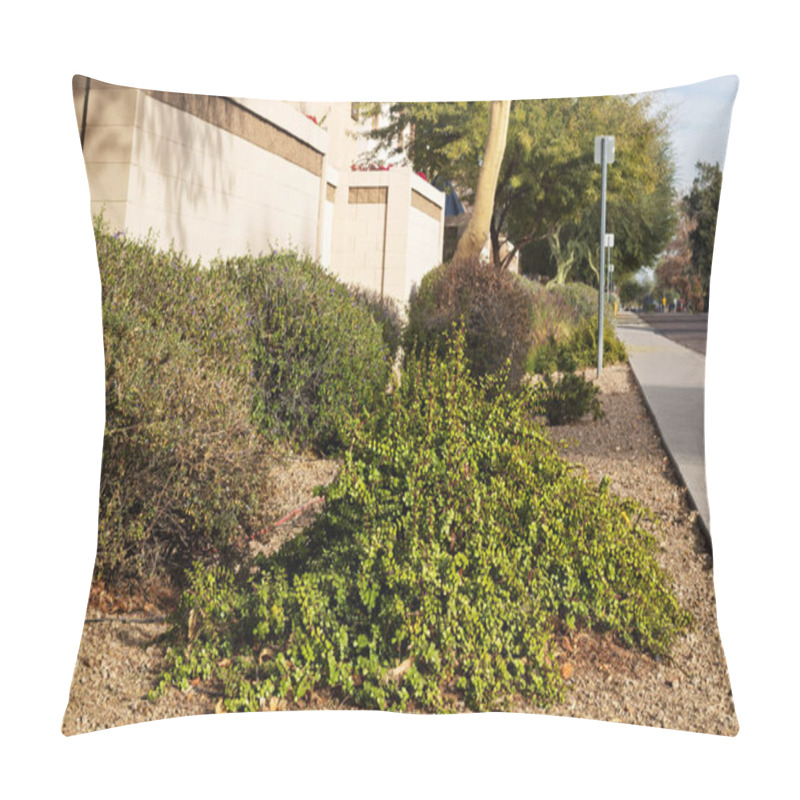 Personality  City Sidewalk Xeriscaping With African Succulent Plant Of Portulacaria Afra Or Spekboom Elephant Bush  And Taxes Sage Shrubs  Pillow Covers