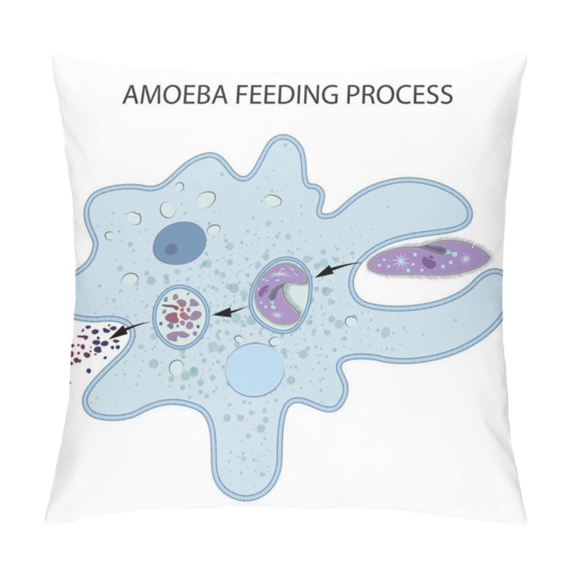 Personality  Feeding And Digestion In Amoeba Pillow Covers