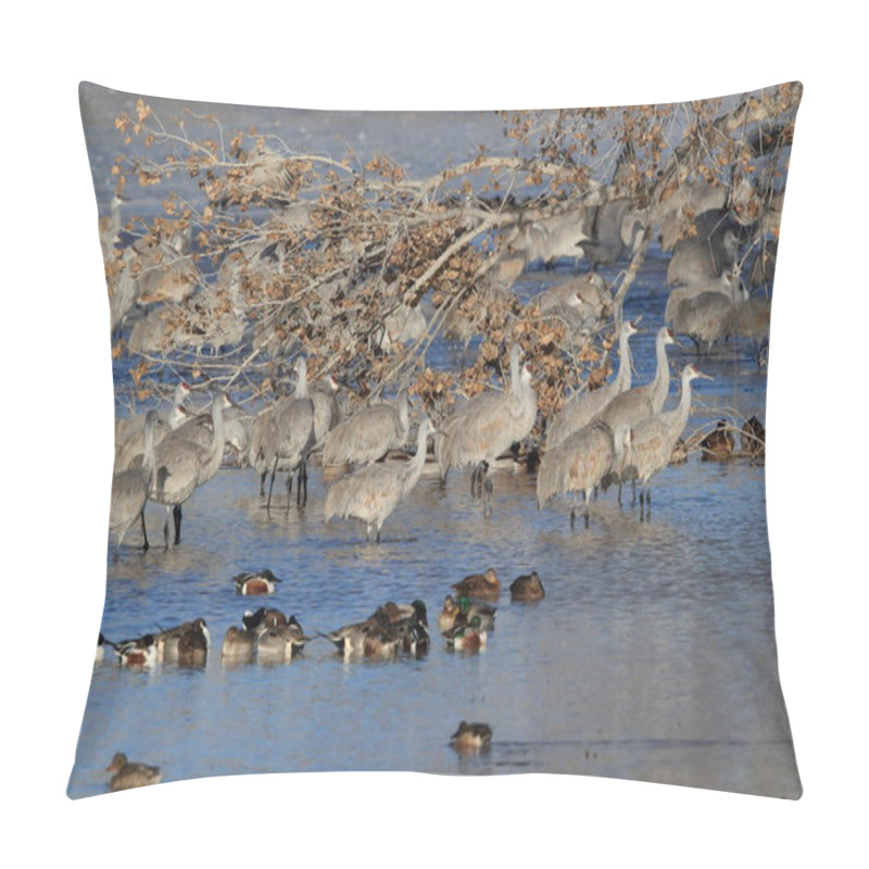 Personality  Sandhill Crane Bosque Del Apache Wildlife Reserve,New Mexico, US Pillow Covers