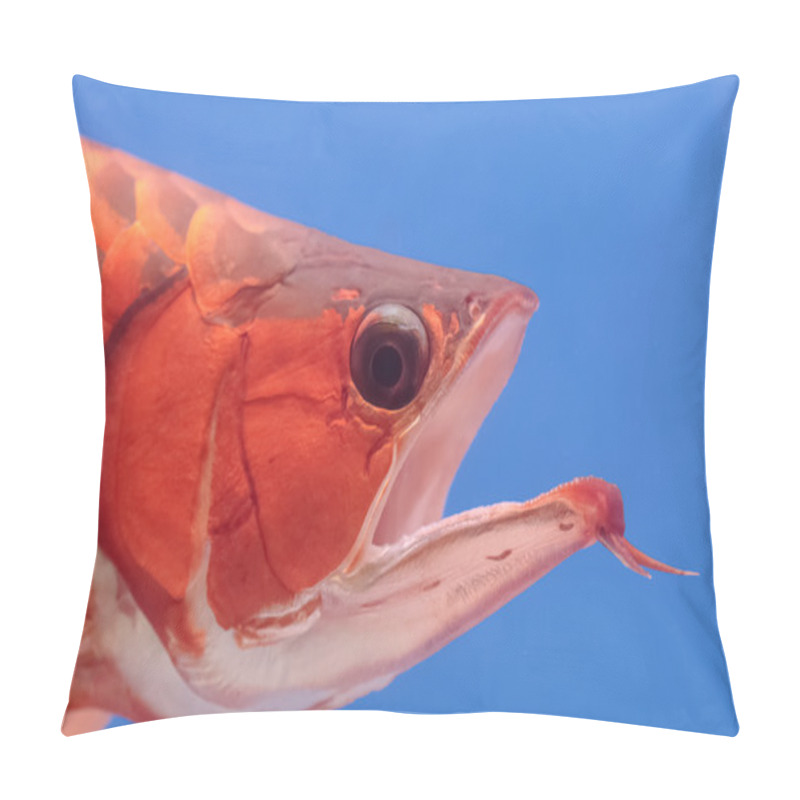 Personality  Closeup Asian Arowana Red Fish,dragon Fish Pillow Covers