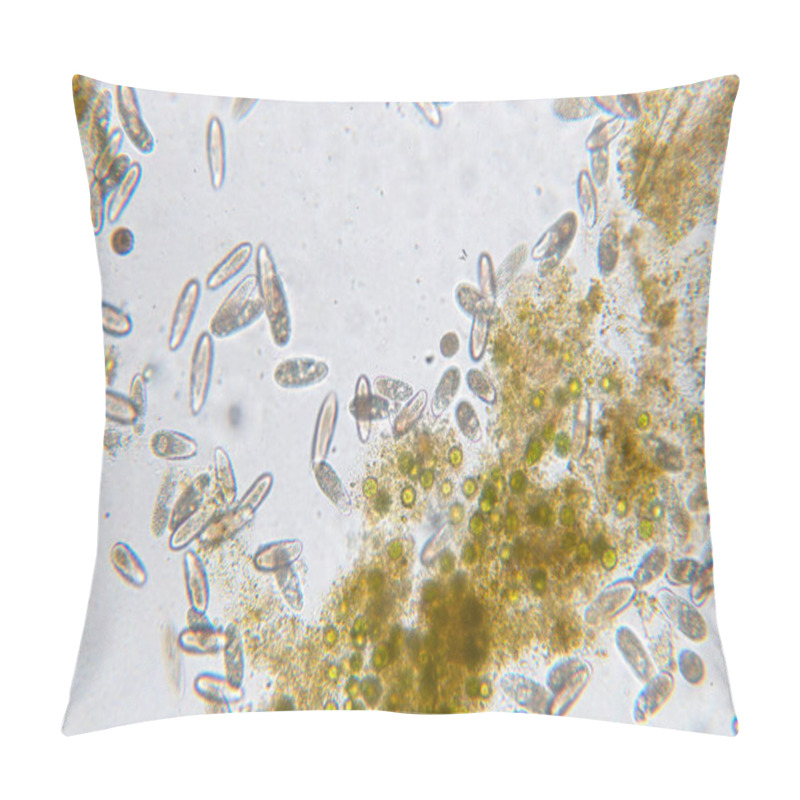 Personality  Tetrahymena Is A Genus Of Unicellular Ciliated Protozoan And Bacterium Under The Microscope Pillow Covers