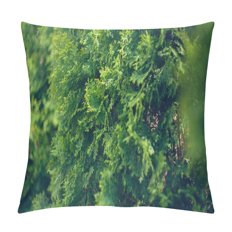 Personality  Evergreen Coniferous Tree From The Cypress Family Of The Genus Thuja, Naturally Occurring In The Eastern Regions Of North America. Landscape Design. Natural Background Texture. Selective Focus Blur Pillow Covers