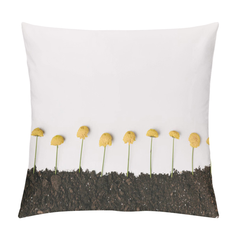 Personality  Top View Of Yellow Chrysanthemum Flowers In Ground Isolated On White Pillow Covers