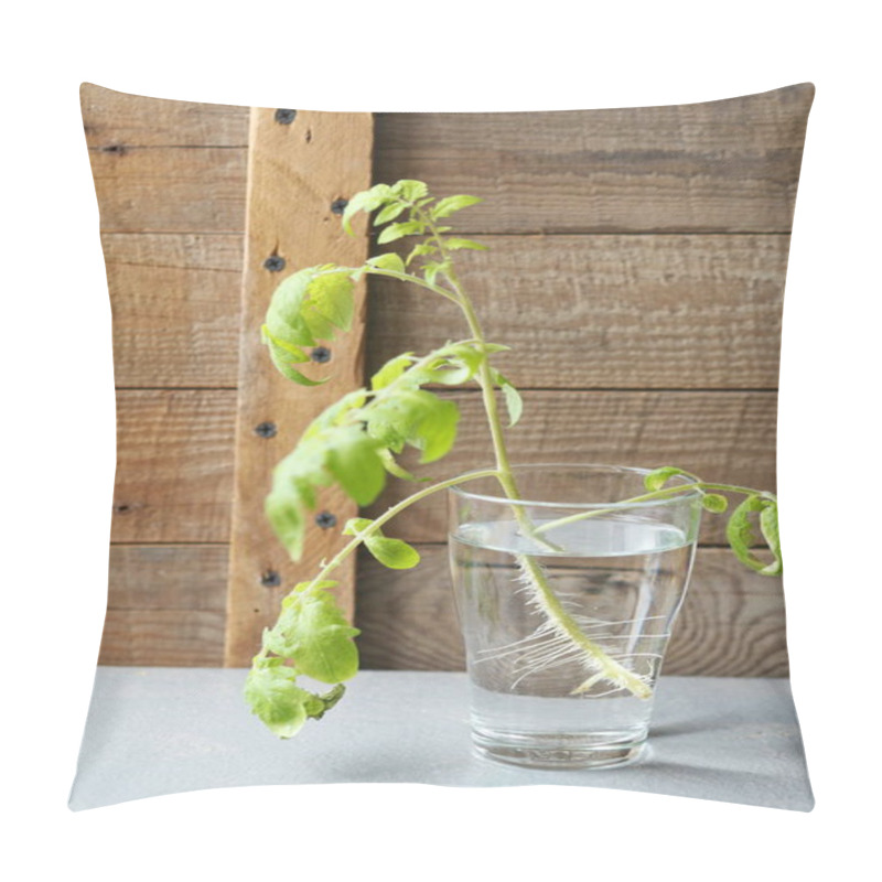 Personality  We Grow Tomato Seedlings At Home. A Tomato Sprout With Roots Has Taken Root In A Glass Of Water And Is Ready For Planting.Agricultural Background. Pillow Covers