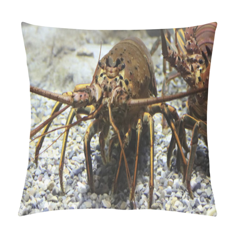 Personality  A Panulirus Interruptus, Or California Spiny Lobster Pillow Covers