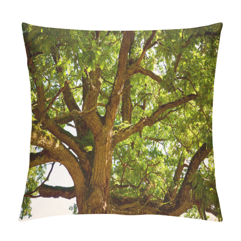 Personality  Krone Of An Old Oak Tree On A Clear Summer Day Pillow Covers