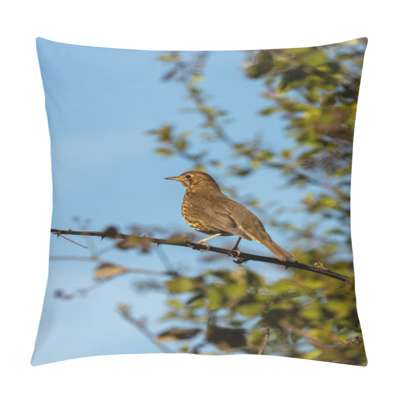 Personality  The Song Thrush (Turdus Philomelos) Eats Insects, Snails, And Berries. Photographed In Father Collins Park, Dublin. Pillow Covers