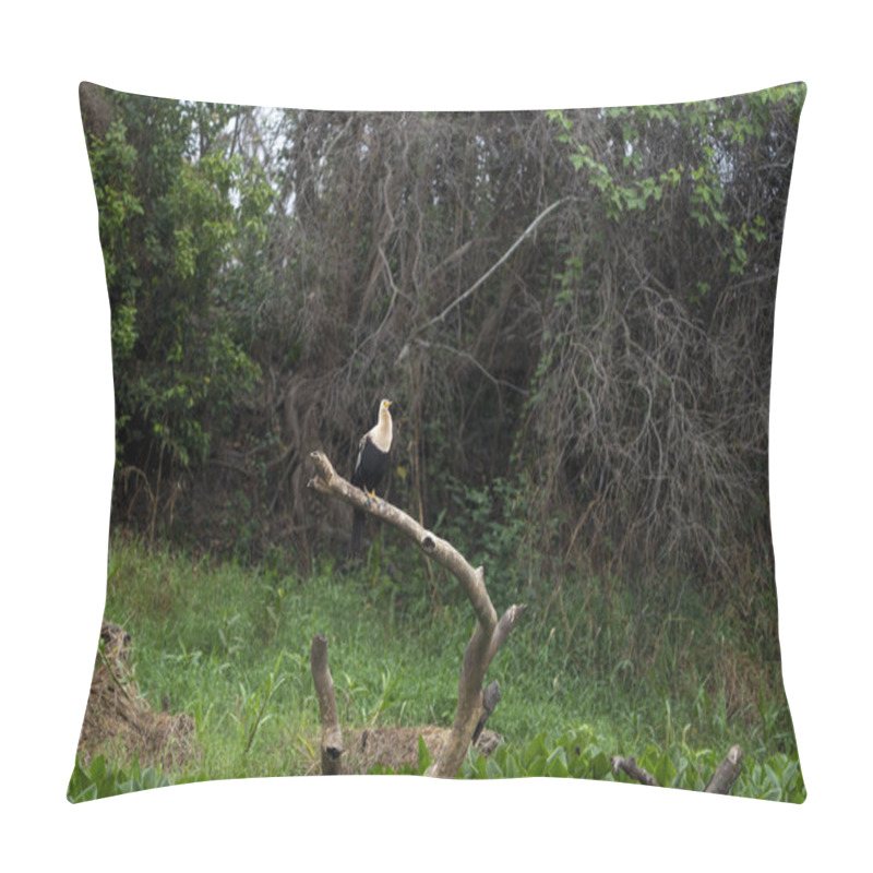 Personality  Anhinga Or American Darter Immature Bird On Dead Branch In The Pantanal Brazil. Pillow Covers