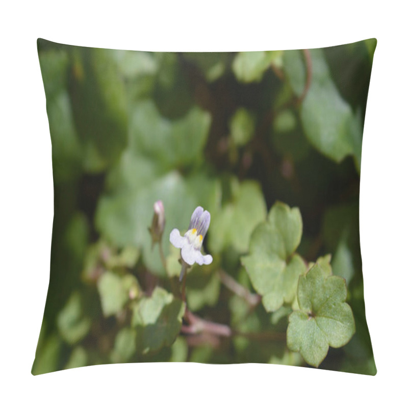 Personality  Kenilworth Ivy Small Flowers - Latin Name - Cymbalaria Muralis Pillow Covers