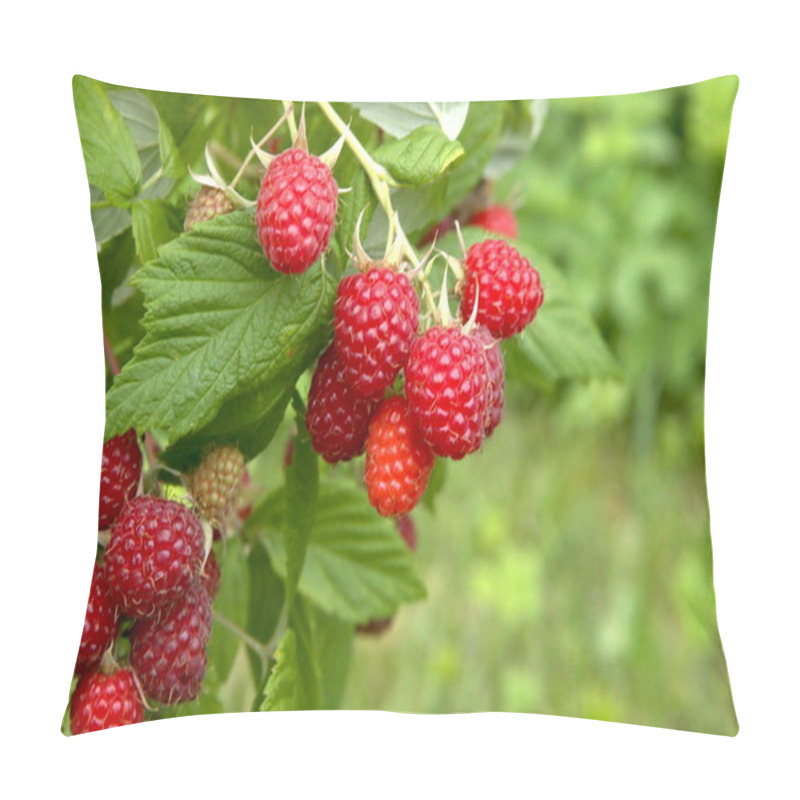 Personality  Branch Of Ripe Raspberries In Garden. Red Sweet Berries Growing On Raspberry Bush In Fruit Garden. Pillow Covers