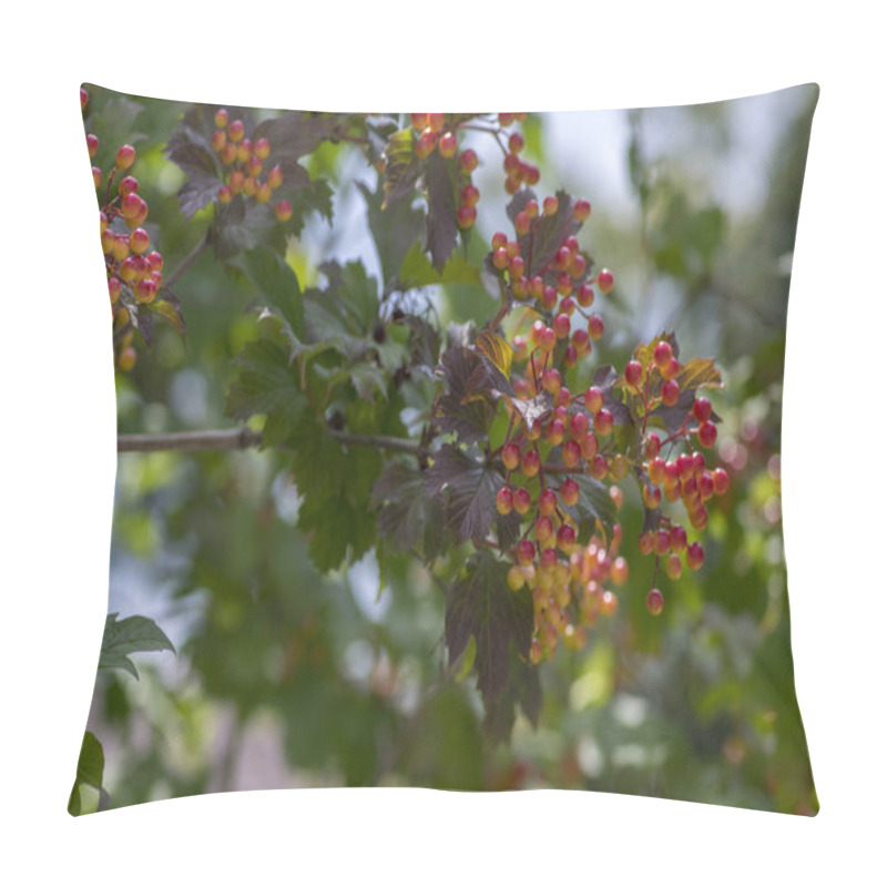 Personality  Viburnum Opulus Berries Ornamental Park Tree With Beautiful Ripening Fruits, Deciduous Shrub With Green Leaves On Branches Pillow Covers