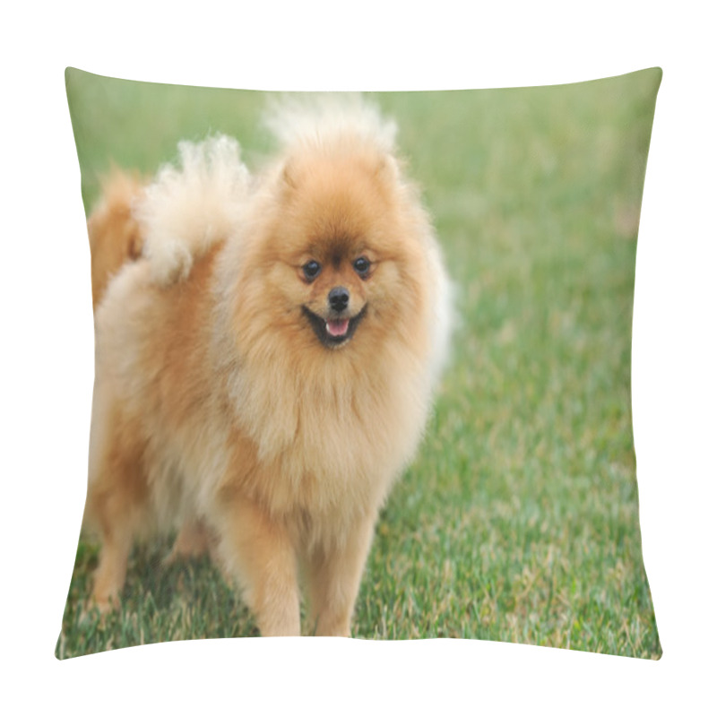 Personality  Brown Pomeranian Dog Pillow Covers