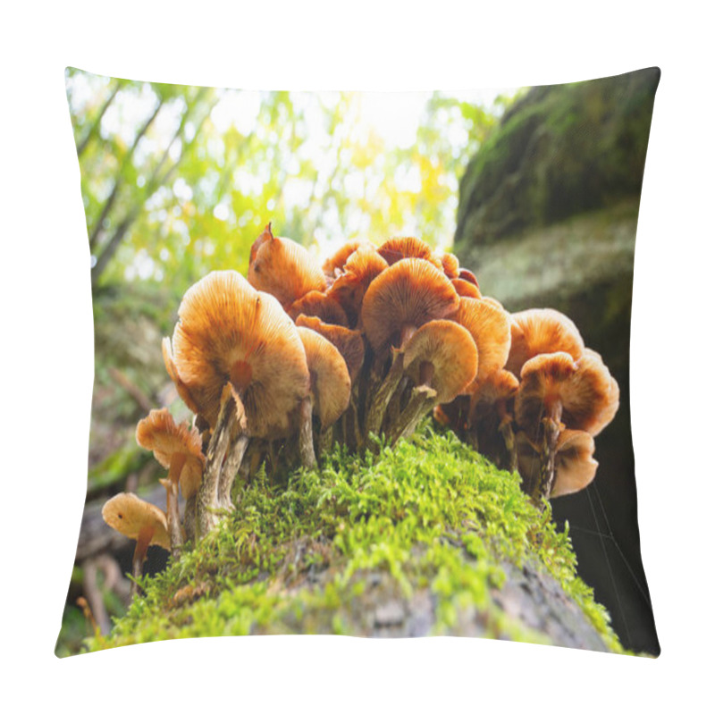 Personality  Lung Oyster Mushroom Growing On A Moss Covered Tree Trunk, Pleurotus Pulmonarius In Autumn Forest Pillow Covers