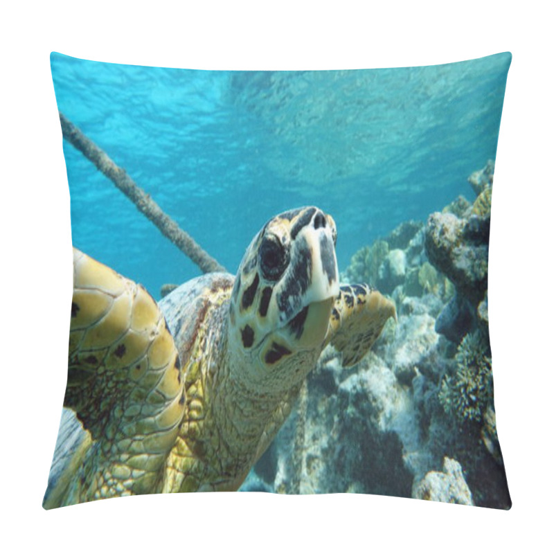 Personality  Sea Turtles . Great Reef Turtle .Bissa. Pillow Covers