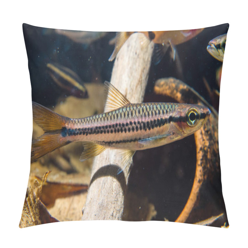 Personality  Rasbora From Malaysia(Rasbora Chephalotania) Pillow Covers