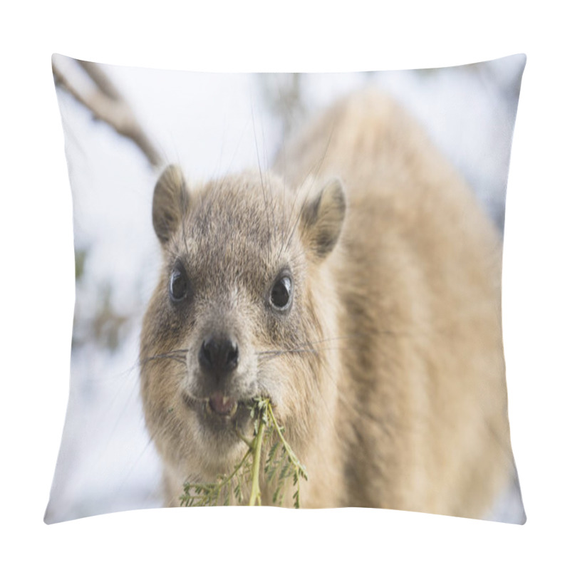 Personality  Cliff Badger, Rock Hyrax, Ein Gedi Nature Reserve, Dead Sea, Isr Pillow Covers