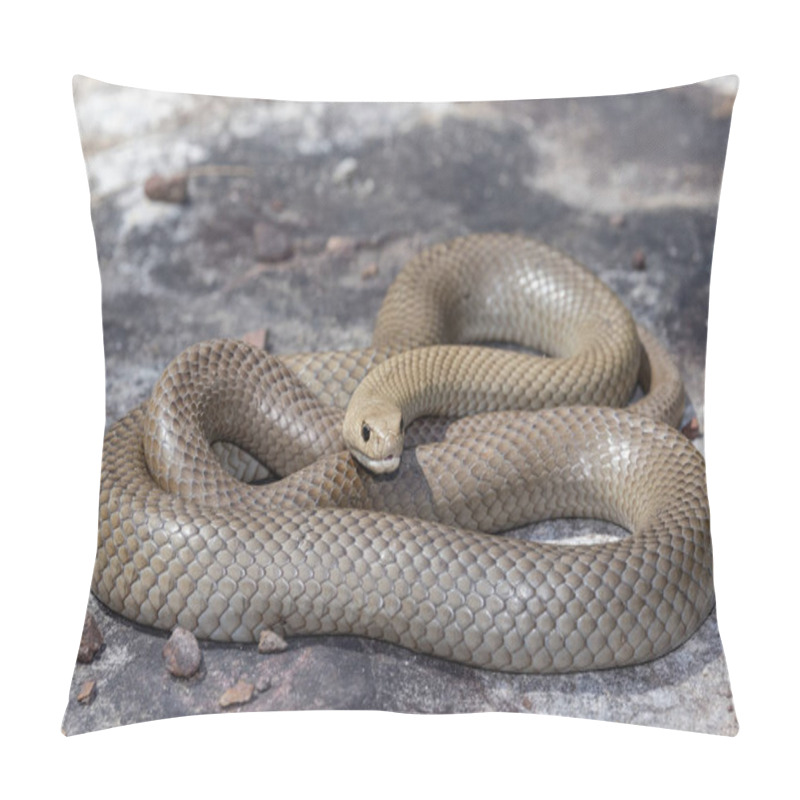 Personality  Australian Highly Venomous Eastern Brown Snake Pillow Covers