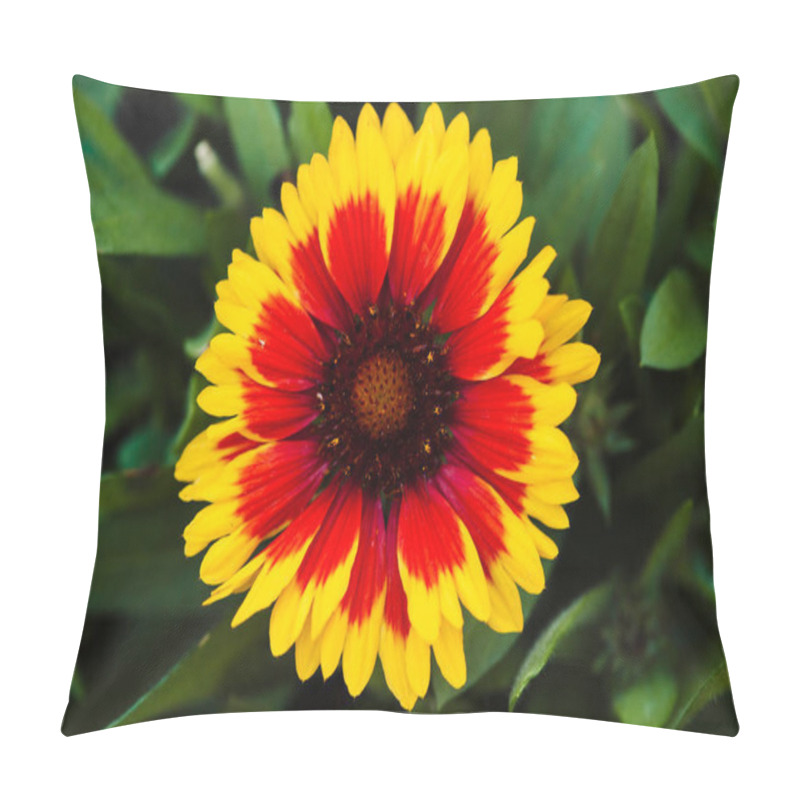 Personality  Red - Yellow Beautiful Flower Close-up (Gaillardia). Pillow Covers