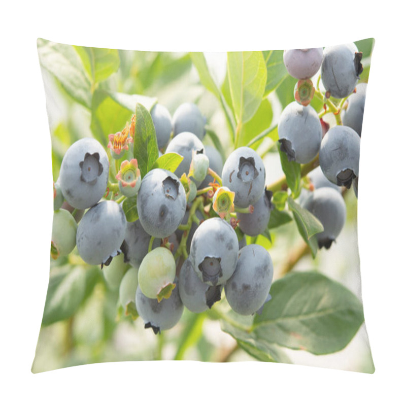 Personality  Healthy Food And Antioxidant, Blueberry Berries Ripening On Plant In Summer Close Up Pillow Covers