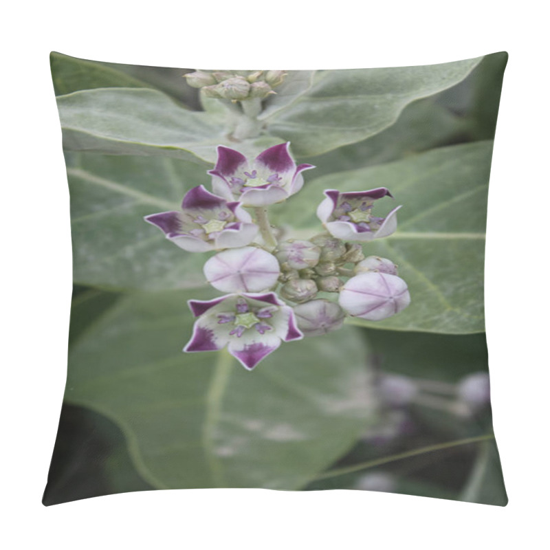 Personality  Calotropis Procera Sapling Plant, Apple Of Sodom, Aak, Madar, Or Giant Milkweed Plants And Flowers In A Hilly Or Mountain Area Pillow Covers