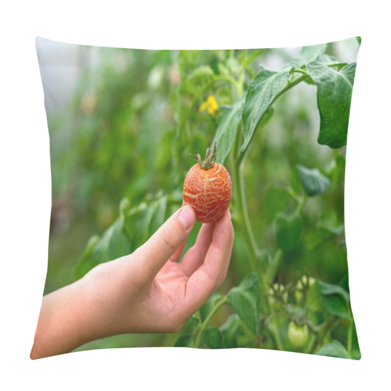 Personality  A Caucasian Childs Hand Holding Cracked Tomatoes On Green Blurred Background. Greenhouse, Farming Concept. Shallow Depth Of Field. Pillow Covers