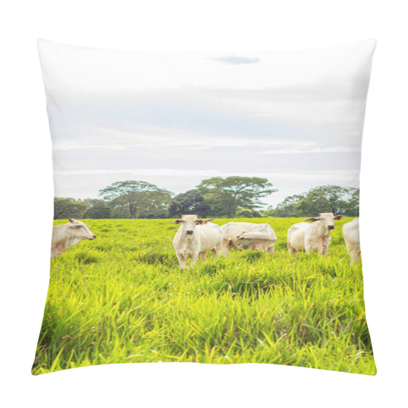 Personality  A Small Herd Of White Cattle In A Cool Green Pasture On A Sunless Day. Vertical Format. Pillow Covers