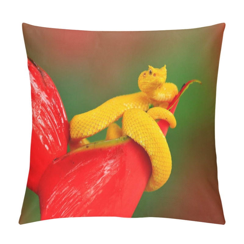 Personality  Poison Dangerous Viper Snake From Costa Rica. Pillow Covers