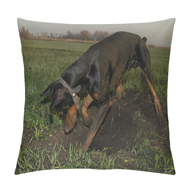 Personality  Doberman Dog Digs Hard Ground In Search Of A Rodent Mole Or Gopher Pillow Covers