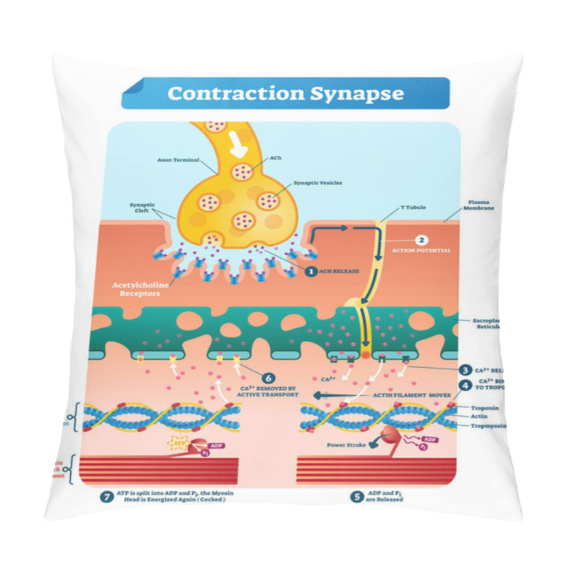 Personality  Contraction Synapse Vector Illustration. Labeled Medical Structure Scheme. Pillow Covers