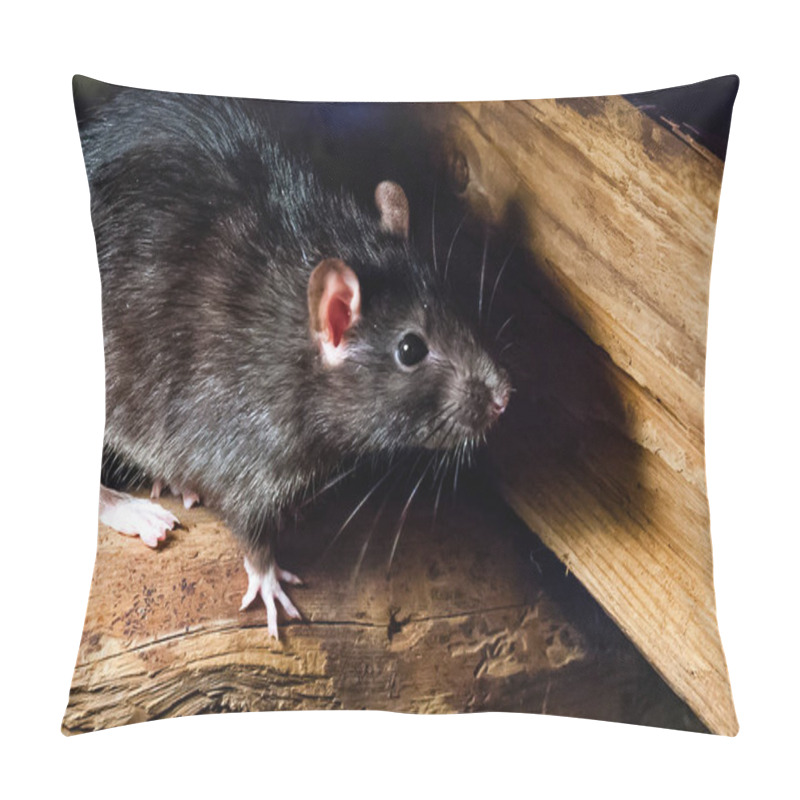 Personality  The Black Rat (Rattus Rattus), Also Known As Ship Rat, Roof Rat, Or House Rat. Pillow Covers