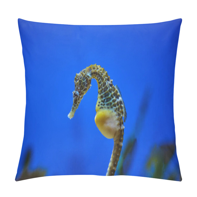 Personality  Through Glass View Of Seahorse With Blots On Body And Long Snout Swimming In Aquarium With Blue Water Pillow Covers