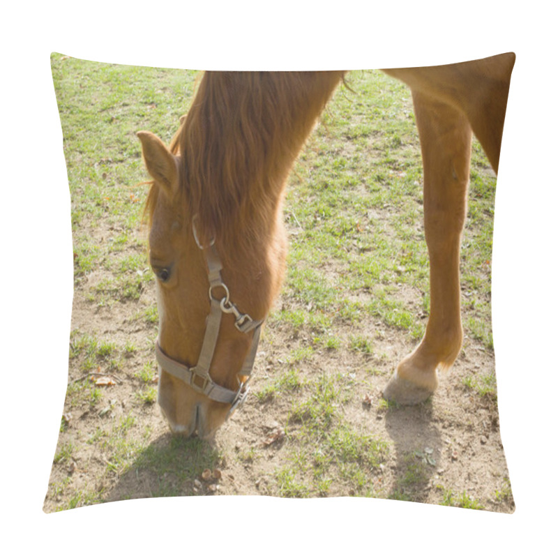 Personality  Horse Grazing Peacefully In A Green Meadow On A Sunny Day. High Quality Photo Pillow Covers