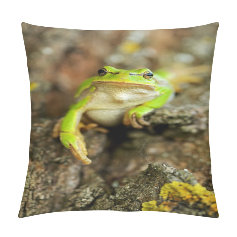 Personality  Frog Pillow Covers