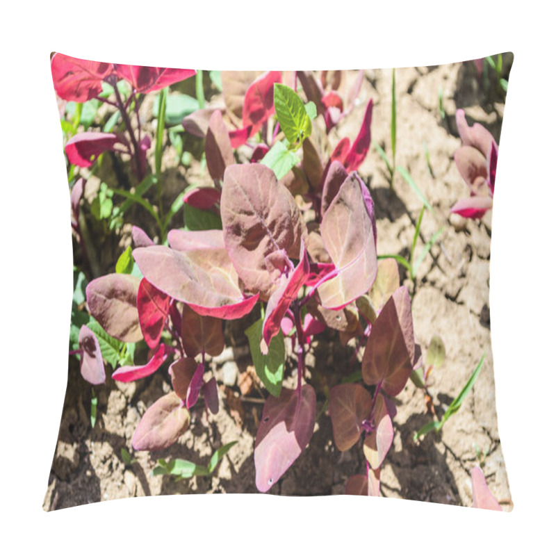 Personality  Small Red Orache, Atriplex Hortensis Or French Spinach, Loboda In A Local Garden. Pillow Covers