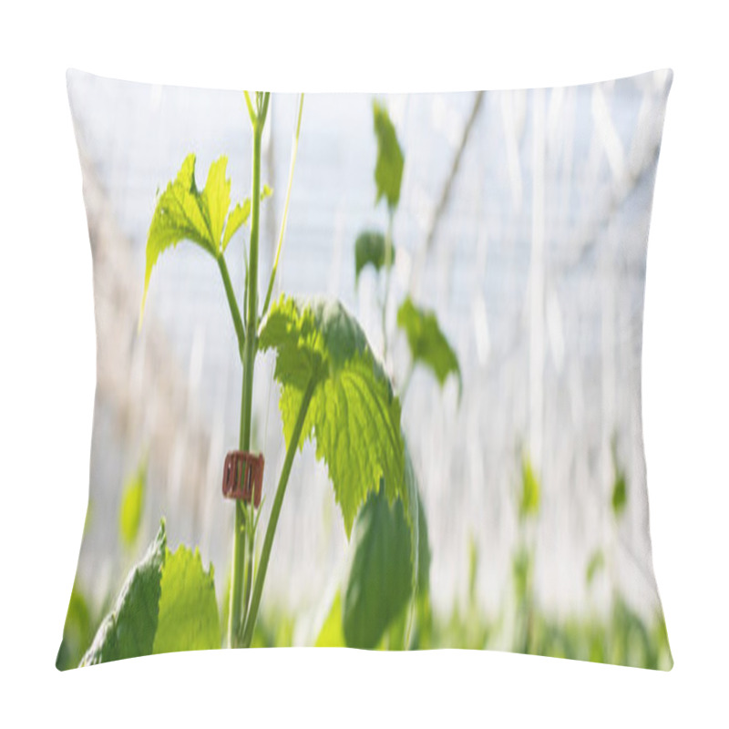 Personality  Close Up View Of Green Cucumber Plant In Glasshouse On Blurred Background, Banner Pillow Covers